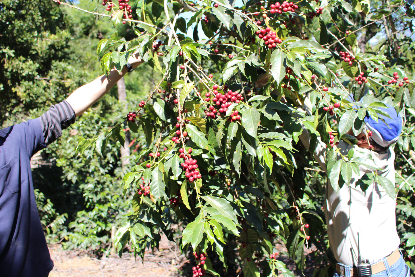 グアテマラ サンタ・カタリーナ農園 収穫作業