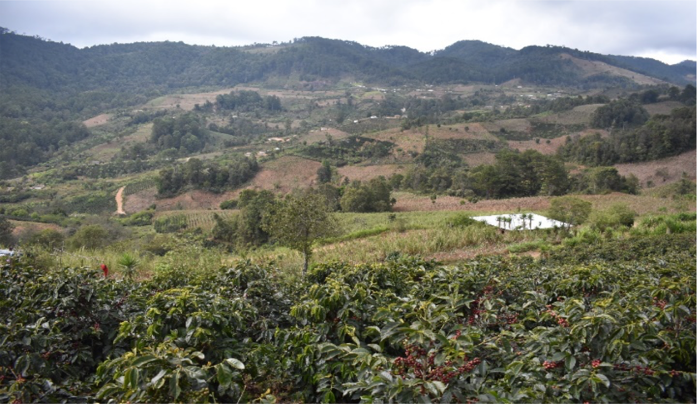 ホンジュラス ラス・クレマス・デ・サンセバスティアン