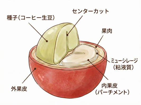 精製とは、土地の声を「翻訳」する作業である。