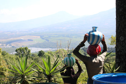 グアテマラ　サンタ・カタリーナ農園