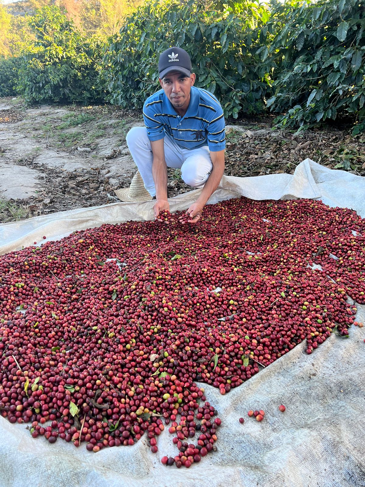 ブラジル　セルカ・デ・ペドラ・サン・ベネディート農園　コーヒーチェリー