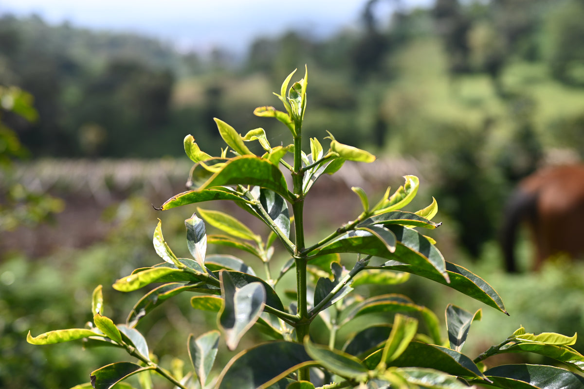 エチオピア　グジ　ハンベラ　ゴロ・ベデッサ