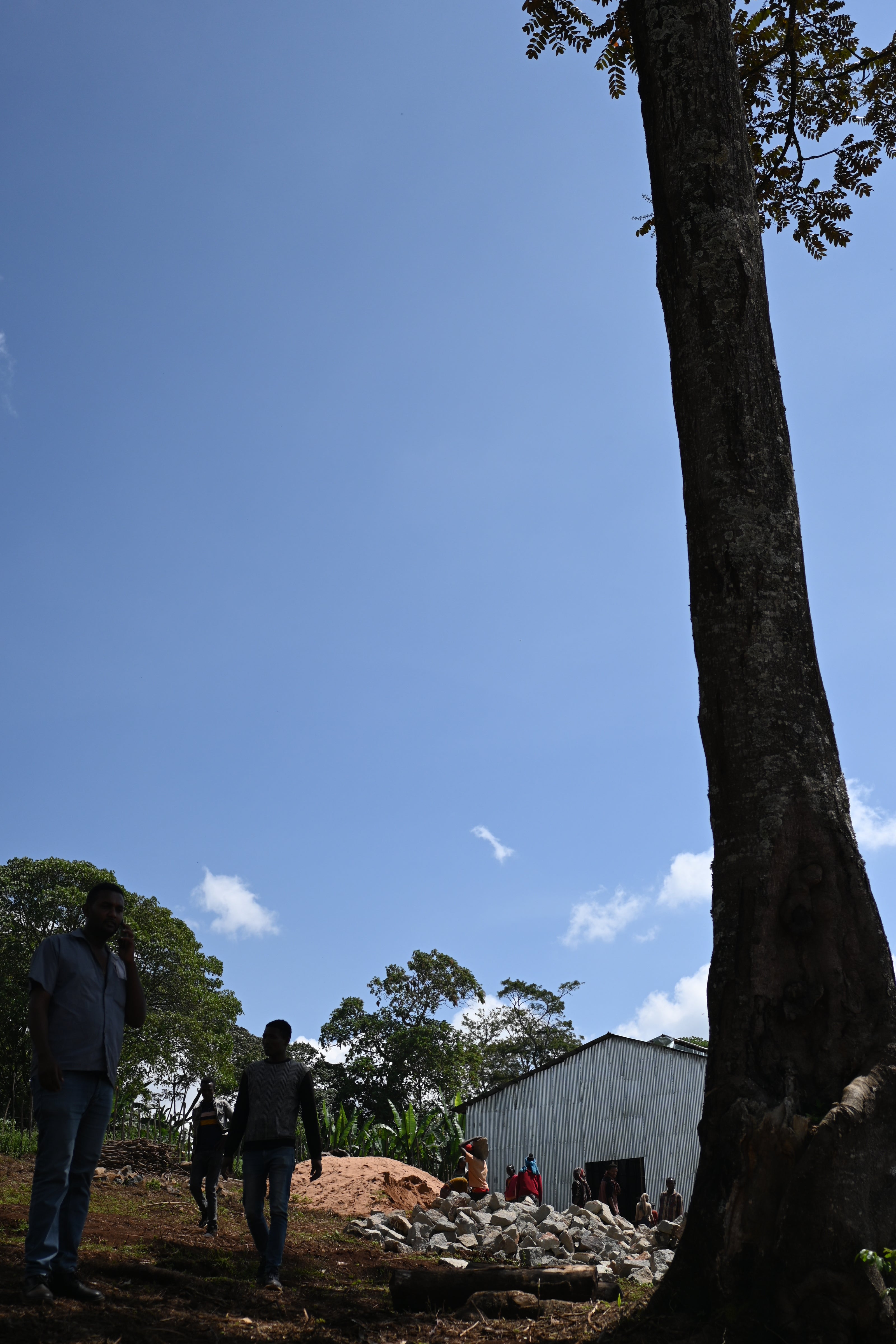 エチオピア　グジ　ハンベラ　ゴロ・ベデッサ　木陰でたたずむ作業員