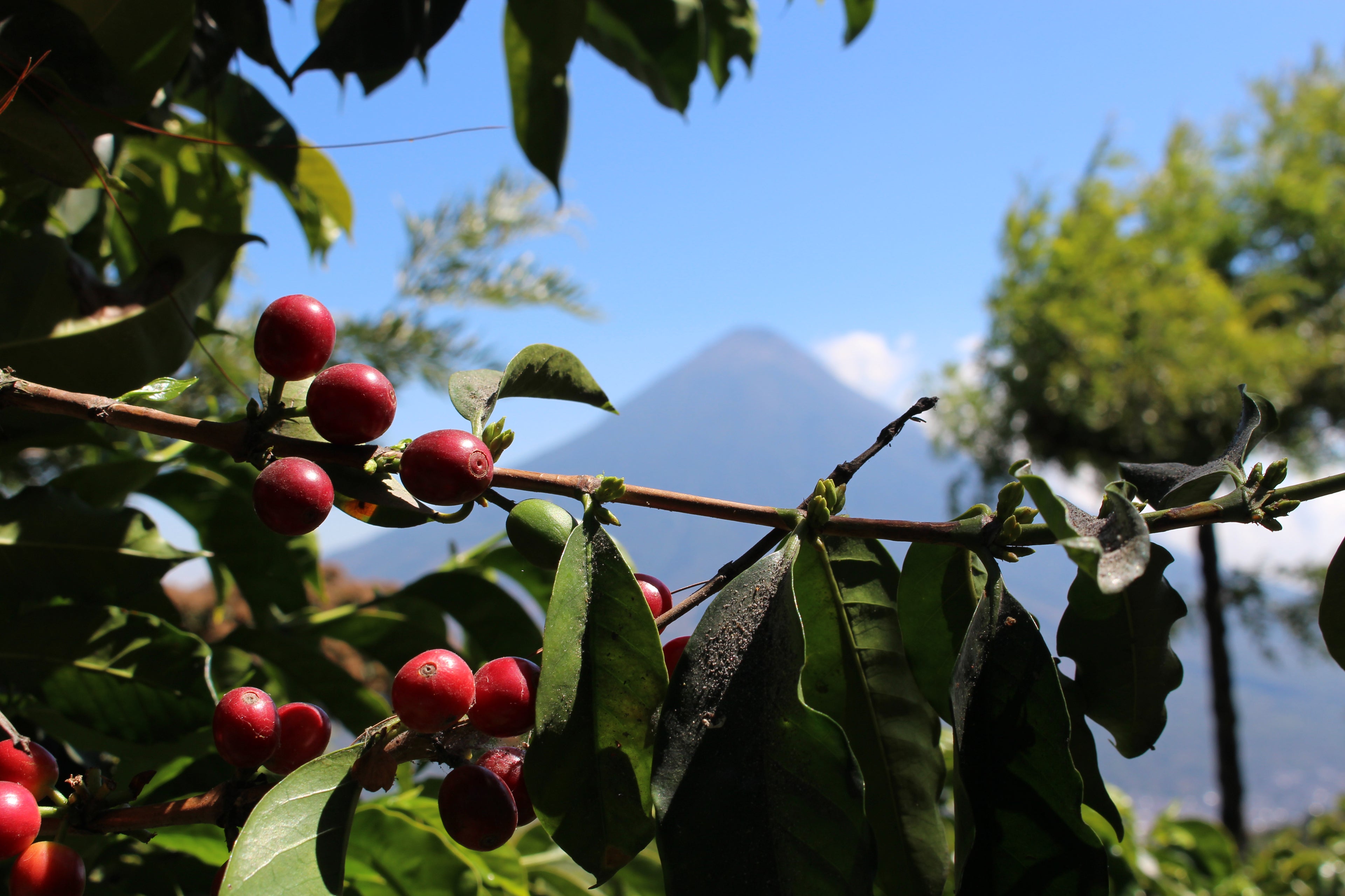 グアテマラ　サンタ・カタリーナ農園　火山とコーヒーの実