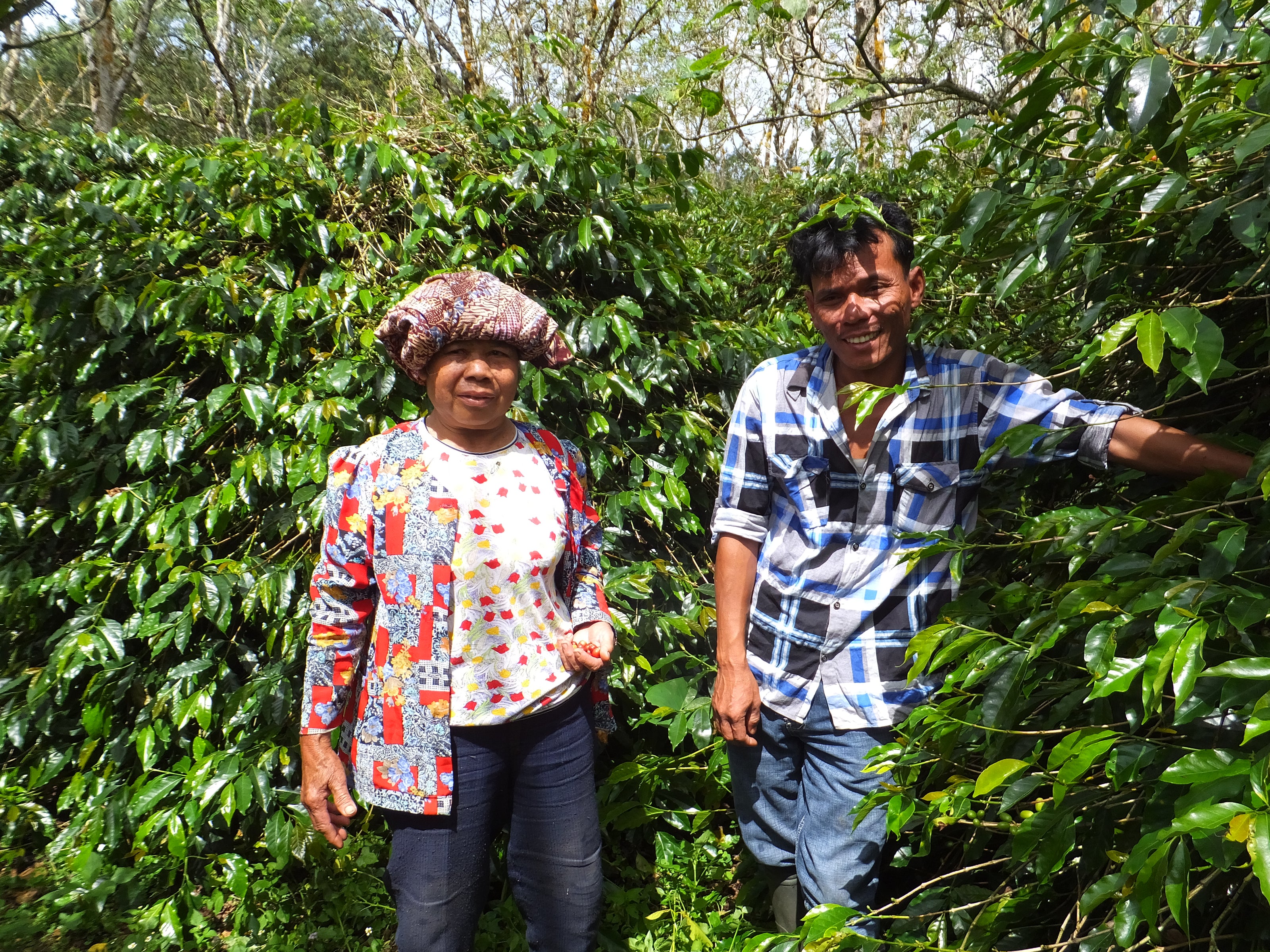 インドネシア　オナンガンジャン　マンデリン　コーヒーノキと男女