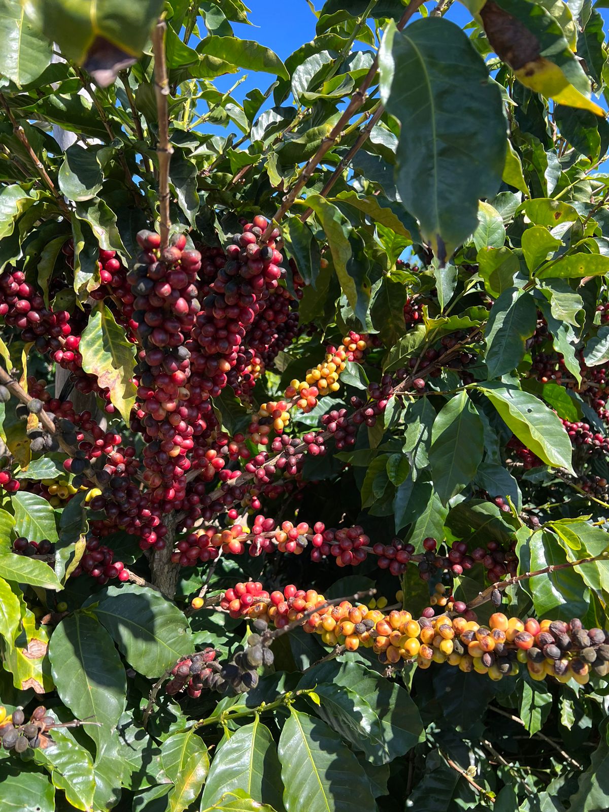 ブラジル　セルカ・デ・ペドラ・サン・ベネディート農園